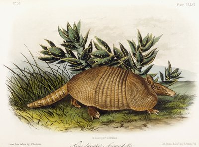 ナインバンドのアルマジロ、1849-1854 作： John Woodhouse Audubon