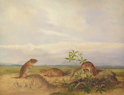 タウンゼントのメドウマウス、メドウベール、スワンプライスラット（またはライスメドウハウス） 作： John Woodhouse Audubon