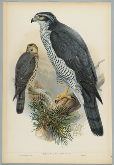 Astur Palumbarius-HCリヒターによって刻まれたJ.ウルフによって描かれたオオタカ 作： John after Gould