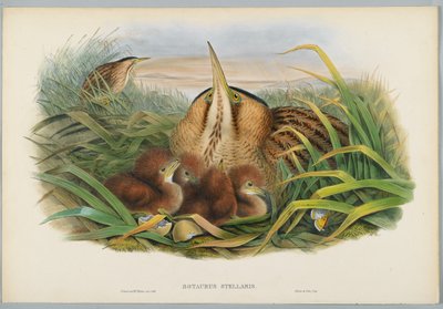 Botaurus Stellaris-HCリヒターによって刻まれたにがり 作： John after Gould