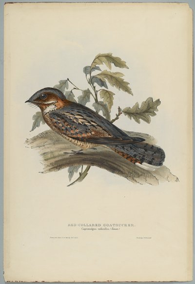 カプリマルガスルフィコリス 作： John after Gould
