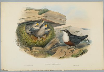 Cinclus Aquaticus-HCリヒターによって刻まれた水OuselまたはDipper 作： John after Gould