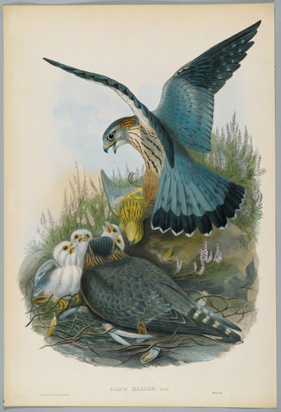 Falco Aesalon-J. Wolfによって描かれたMerlin、HC Richterによって刻まれた 作： John after Gould