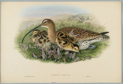 Numenius Arquata-HCリヒターによって刻まれたCurlew 作： John after Gould