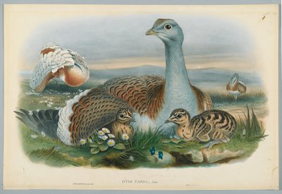 オーティストルダ-J.ウルフが描いたグレートバスタード、HCリヒターが刻印 作： John after Gould