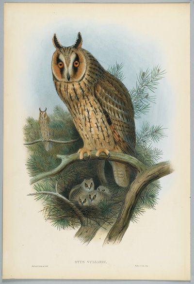 Otus Vulgaris-HCリヒターによって刻まれたJ.ウルフによって描かれた長い耳のフクロウ 作： John after Gould