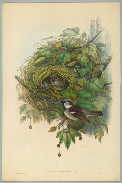通行人ドメスティクス-HCリヒターによって刻まれた一般的な家すずめ 作： John after Gould