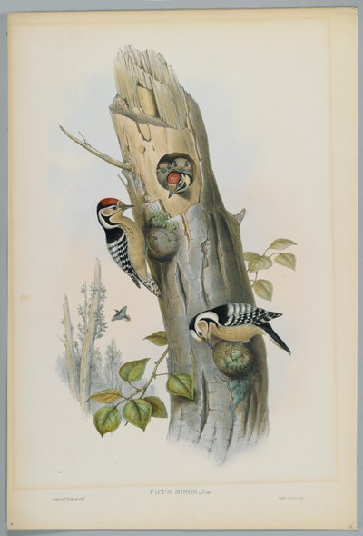 Picusマイナー-HCリヒターによって刻まれた、より少ない斑点キツツキ 作： John after Gould