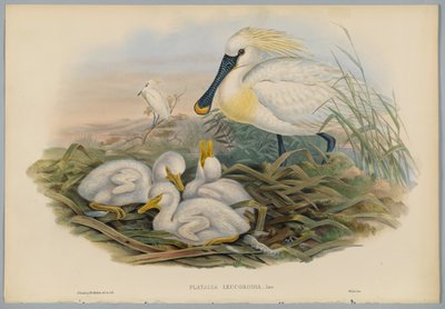 Platalea Leucorodia-HCリヒターによって刻まれたヘラサギとヤング 作： John after Gould