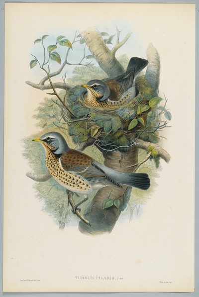 Turdus Pilarus-HCリヒターによって刻まれたジュニパースラッシュ 作： John after Gould