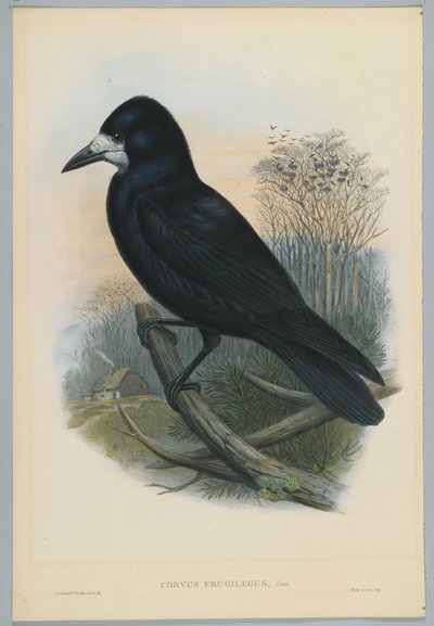 不明な画像 作： John after Gould