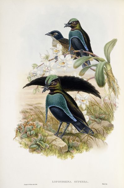 極楽鳥花（Lophorina Superba 作： John and Hart William Gould