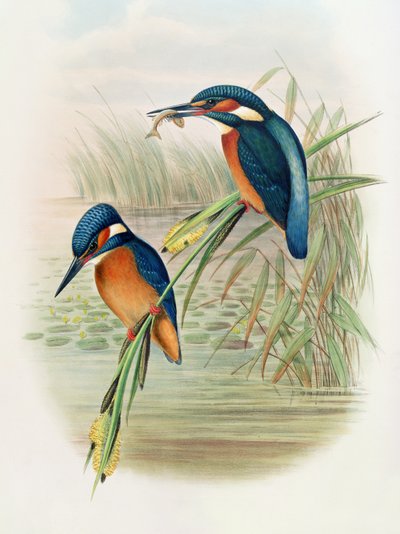 アルセドイスピダ、ジョングールドの「イギリスの鳥」のプレート、1862〜73年公開（手塗りのリソ） 作： John and Hart, William Gould