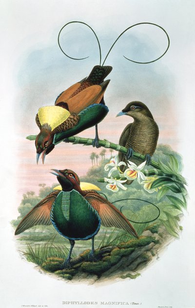 Diphyllodes Magnificus 作： John and Hart, William Gould