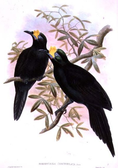 パラディガッラカルンキュラータのウィンタースポーツの天気 作： John and Hart, William Gould