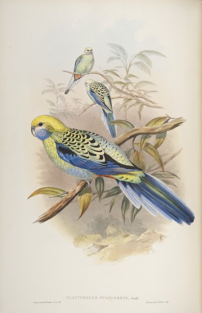 オーストラリアの鳥のジョングールド作、1840年のPlatycerus cyanogenus 作： John and Richter Gould