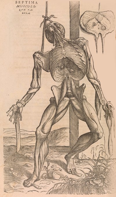 De humani corporis fabrica Of the Structure of the Human Body, 1555. 作： John of Calcar