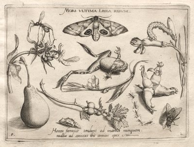 元型と研究: 死はすべての終わりを示す線です (パート II、プレート 5) 作： Joris Hoefnagel
