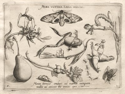 原型と研究：死はすべてのパートII、プレート5、1592の終わりを示す線です。 作： Joris Hoefnagel