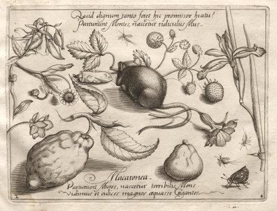 原型と研究：このような海綿状の約束、1592に従っていくとどうなるか。 作： Joris Hoefnagel