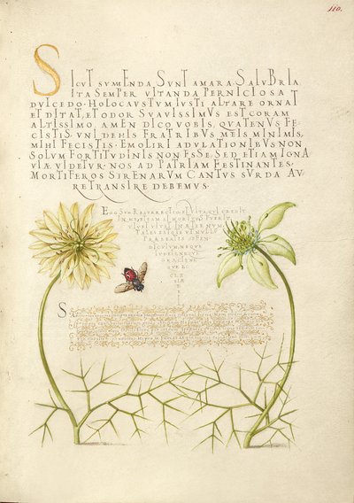ブラックカミンと昆虫 作： Joris Hoefnagel