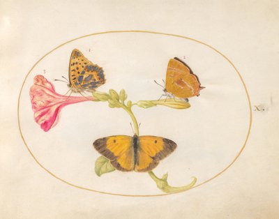 蝶、c.1575-80 作： Joris Hoefnagel