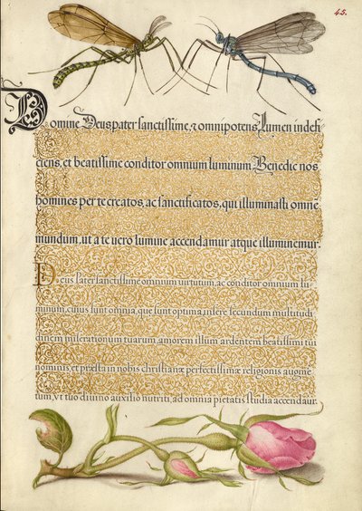 カンムリハエ、昆虫、フレンチローズ 作： Joris Hoefnagel