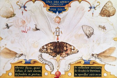 花と昆虫が入った二連祭壇画、1591年（パネルには迷彩と羊皮紙） 作： Joris Hoefnagel