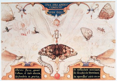花と昆虫の二穴祭壇、1591年。 作： Joris Hoefnagel