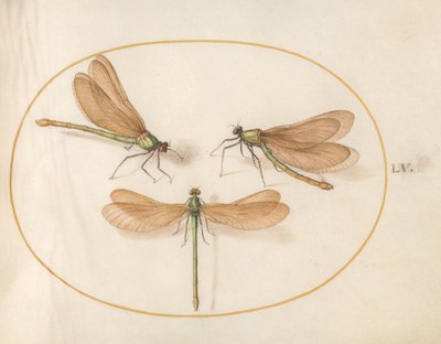 トンボ、1575-80年頃 作： Joris Hoefnagel