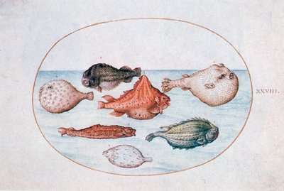 魚、16世紀 作： Joris Hoefnagel