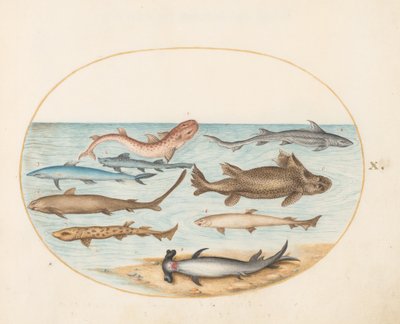 魚、1575-80年頃 作： Joris Hoefnagel