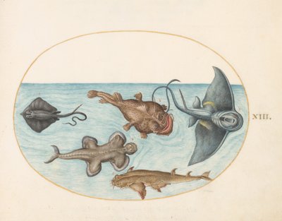 魚、c.1575-80 作： Joris Hoefnagel