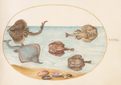 魚、c.1575-80 作： Joris Hoefnagel