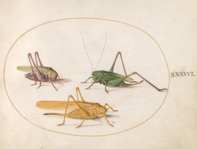 グラスホッパー、c.1575-80 作： Joris Hoefnagel