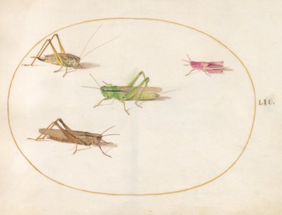 昆虫、c.1575-80 作： Joris Hoefnagel