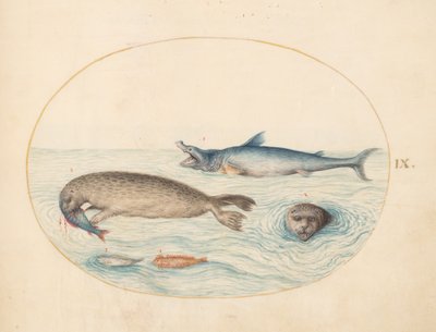海洋生物、c.1575-80 作： Joris Hoefnagel