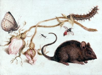 マウス、花と昆虫、16世紀。 作： Joris Hoefnagel