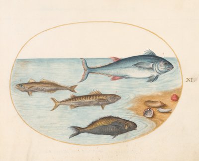 プレート 11: 4 つの魚と貝殻 作： Joris Hoefnagel