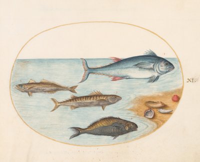 図版11：4匹の魚と貝殻 作： ヨリス・ヘフナーゲル