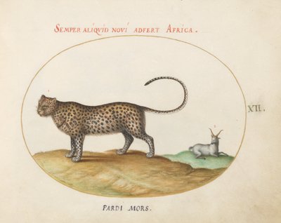 プレート 12: チーター(?) と野生のヒツジ 作： Joris Hoefnagel