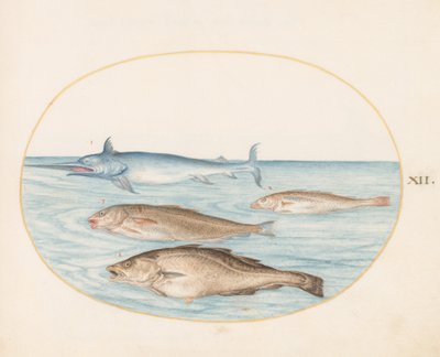 プレート 12: メカジキと他の 3 匹の魚 作： Joris Hoefnagel