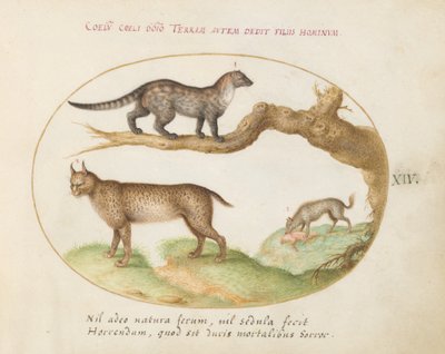 プレート 14: ジャコウネコ、オオヤマネコ、ハイエナ 作： Joris Hoefnagel