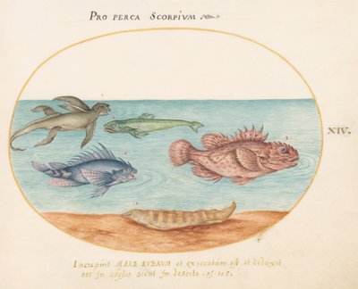 プレート 14: 「海猿」、カサゴ 2 匹、その他の 2 匹の魚 作： Joris Hoefnagel