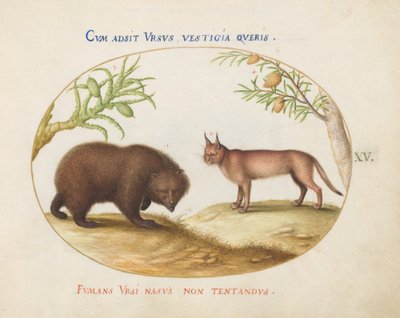 Plate 15: クマとオオヤマネコ(?) 作： Joris Hoefnagel