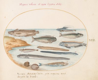 プレート 17: タラ、ウィーバーフィッシュ、ウナギ、その他の魚 作： Joris Hoefnagel