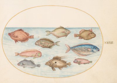 プレート 18: ボアフィッシュ、レイザーフィッシュ、バターフィッシュ、マトウダイ、その他の魚 作： Joris Hoefnagel