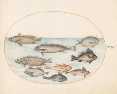 プレート 19: 2 つの「コラチーニ」を含むスズメダイとその他の魚 作： Joris Hoefnagel