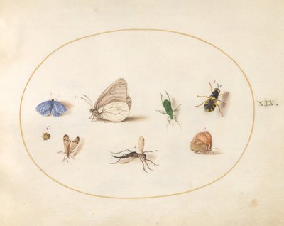 プレート 19: 2 つの蝶と 5 つの他の昆虫 作： Joris Hoefnagel
