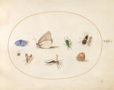 図版19: 2匹の蝶と5匹の他の昆虫 作： ヨリス・ヘフナーゲル